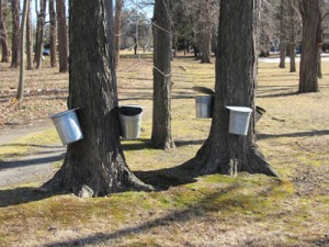 maple buckets